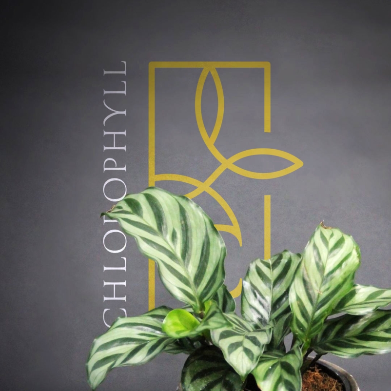 Chlorophyll logo behind a house plant